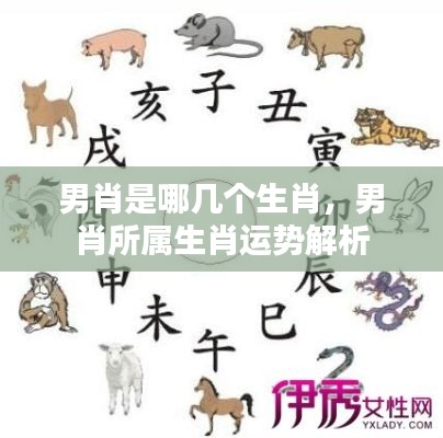 男肖生肖解析，运势揭秘与生肖特点探究