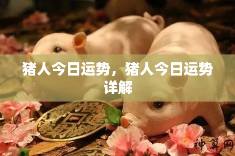 猪人今日运势详解及运势分析