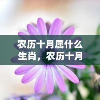 农历十月生肖运势深度解析，探索生肖特点与运势揭秘