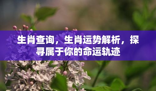 生肖运势解析，探寻个人命运轨迹与生肖关系