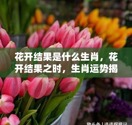 花开结果之时揭秘生肖运势，花开结果生肖运势展望