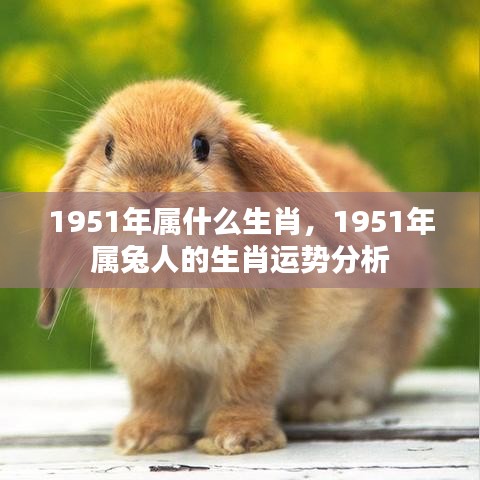 1951年属兔人的生肖运势详解