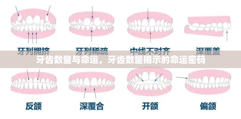 牙齿数量背后的命运密码揭秘