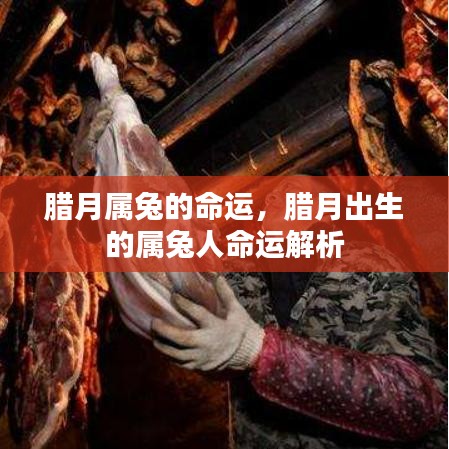 腊月属兔人的命运解析与特点