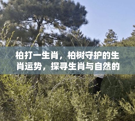 柏树守护的生肖运势揭秘，探寻生肖与自然的和谐共生之道