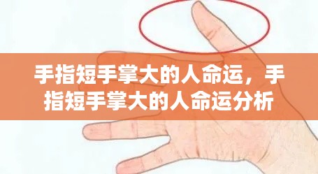 手指短手掌大的人命运解析与解读