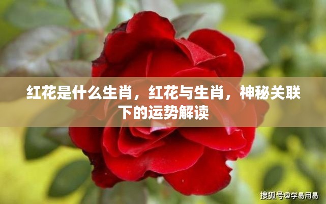 红花与生肖，神秘关联下的运势深度解读