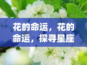 星座运势之花，探寻盛开命运与运势之谜