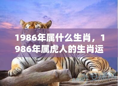 1986年属虎人的命运转折与生肖运势解析，洞悉机遇，把握人生关键之年