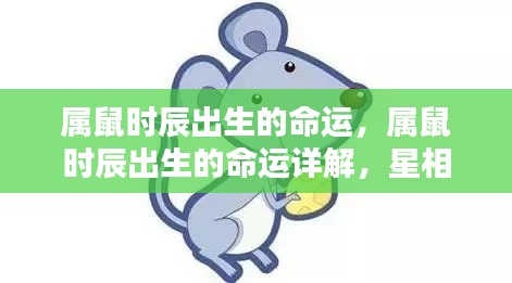 属鼠出生时辰与命运详解，星相揭示未来轮廓