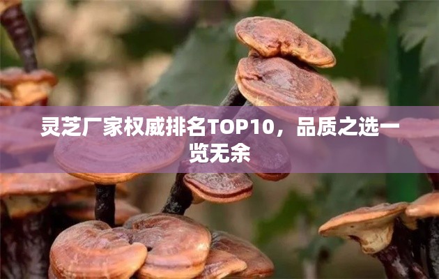 灵芝厂家权威排名TOP10，品质之选一览无余