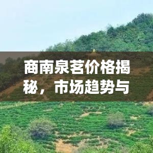 商南泉茗价格揭秘，市场趋势与影响因素深度解析