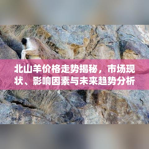 北山羊价格走势揭秘，市场现状、影响因素与未来趋势分析