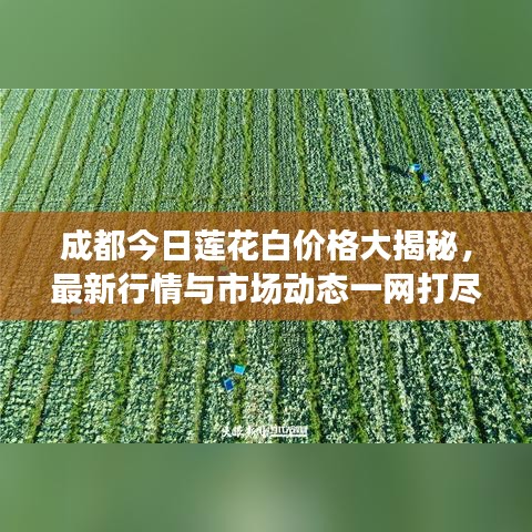 成都今日莲花白价格大揭秘，最新行情与市场动态一网打尽