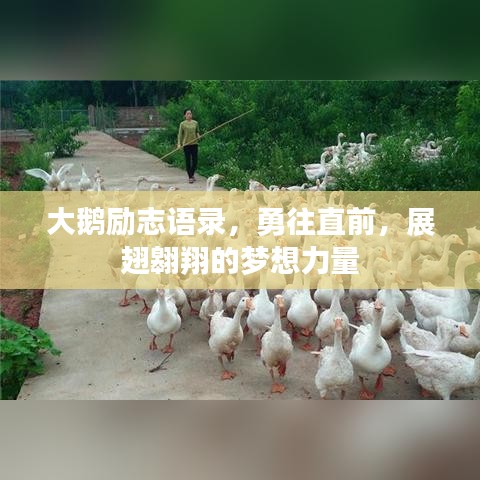 大鹅励志语录，勇往直前，展翅翱翔的梦想力量