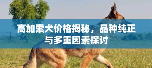 高加索犬价格揭秘，品种纯正与多重因素探讨