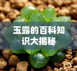 玉露的百科知识大揭秘