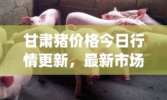 甘肃猪价格今日行情更新，最新市场动态一网打尽！