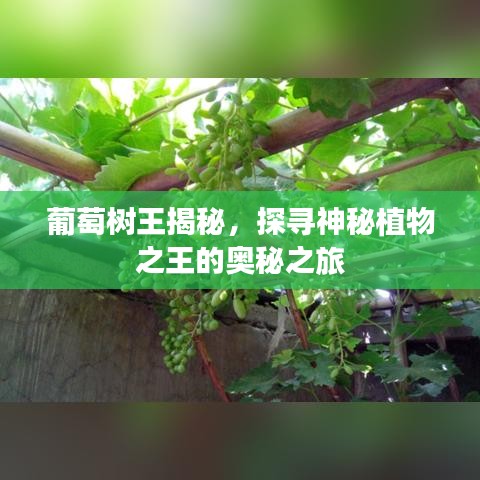 葡萄树王揭秘，探寻神秘植物之王的奥秘之旅