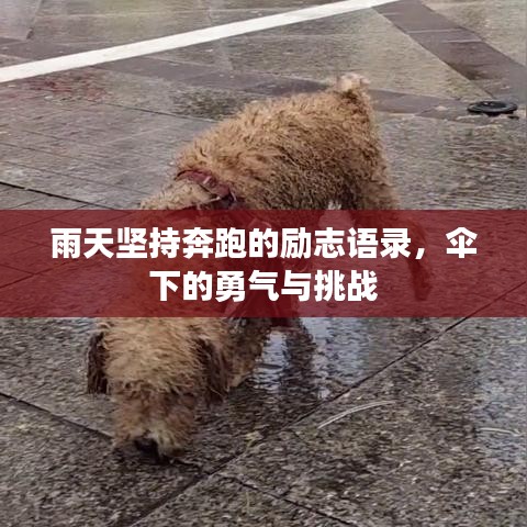 雨天坚持奔跑的励志语录，伞下的勇气与挑战