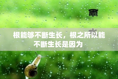 根能够不断生长，根之所以能不断生长是因为 