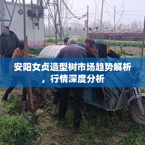 安阳女贞造型树市场趋势解析，行情深度分析