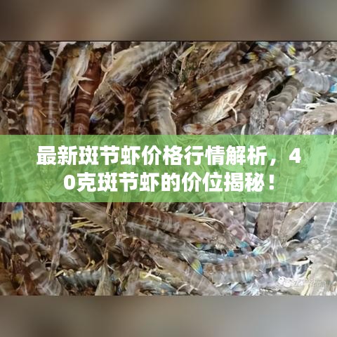 最新斑节虾价格行情解析，40克斑节虾的价位揭秘！