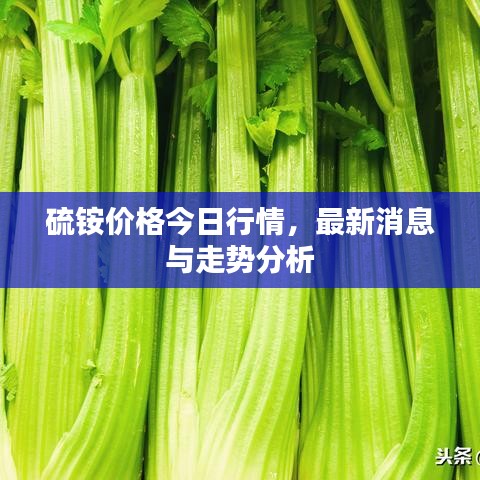 硫铵价格今日行情，最新消息与走势分析