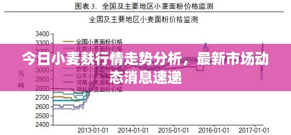 今日小麦麸行情走势分析，最新市场动态消息速递