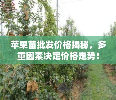 苹果苗批发价格揭秘，多重因素决定价格走势！