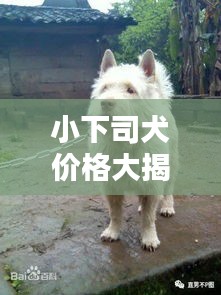 小下司犬价格大揭秘，购买须知全解析