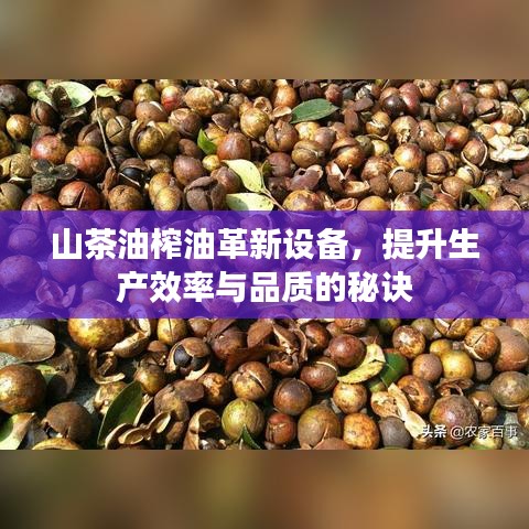 山茶油榨油革新设备，提升生产效率与品质的秘诀