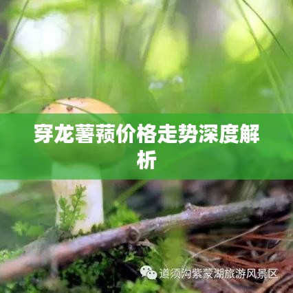 穿龙薯蓣价格走势深度解析