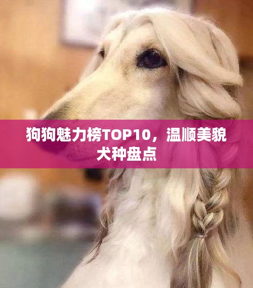 狗狗魅力榜TOP10，温顺美貌犬种盘点