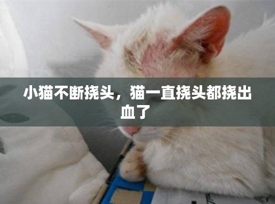 小猫不断挠头，猫一直挠头都挠出血了 