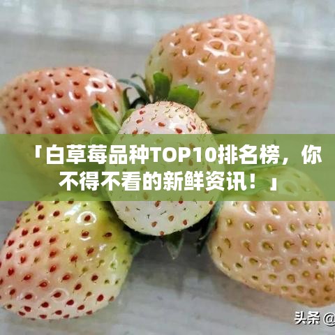 「白草莓品种TOP10排名榜，你不得不看的新鲜资讯！」