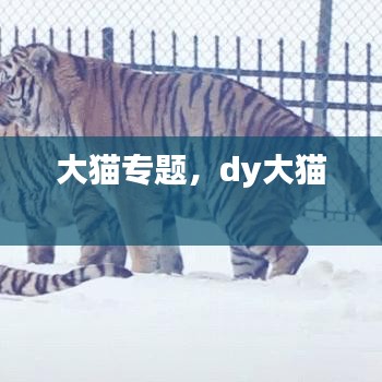 大猫专题，dy大猫 