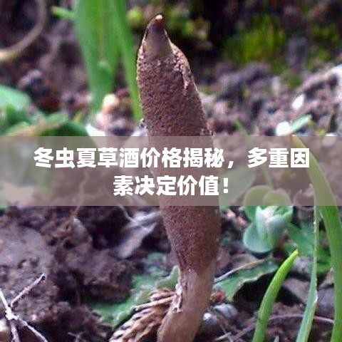 貌美如花